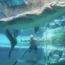 Женщина оказалась в ловушке среди плавающих крокодилов