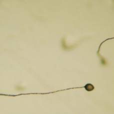 Одноклеточные микроорганизмы умеют мошенничать