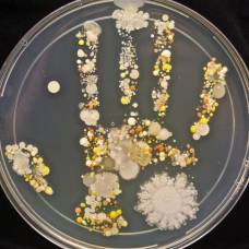 Сколько различных микроорганизмов живут на наших руках?