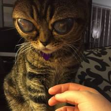 Лупоглазая кошка по кличке матильда стала звездой в instagram