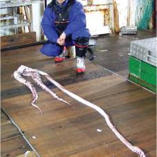Ихтиологи изучили последствия битвы гигантского кальмара с гигантской рыбой