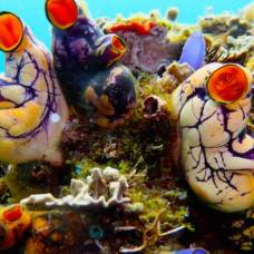 Морские биологи обнаружили множество новых необычных видов существ в водах филиппин
