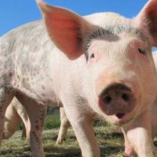 Ученые обнаружили, что свиньи умнее собак