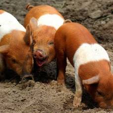 Датские протестные свиньи (дат. husum protestsvin)