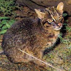 Ириомотейская кошка, или ириомотская кошка (лат. prionailurus bengalensis iriomotensis)