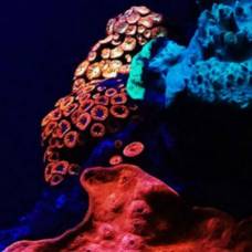 На дне красного моря обнаружены кораллы, сияющие цветами радуги