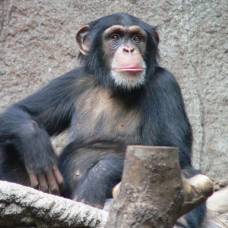 У шимпанзе есть моральные принципы