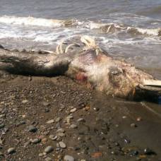 Останки неопознанного гигантского существа выбросило на берег сахалина