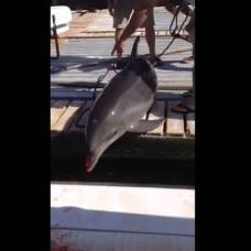 В сша дельфин запрыгнул в лодку, сломал женщине ноги и разбил себе нос