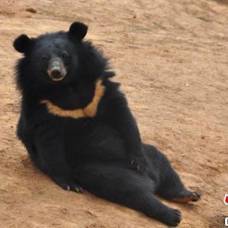 Китаец два года держал дома медведей, приняв их за собак