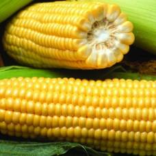 Интересные факты о сладкой кукурузе