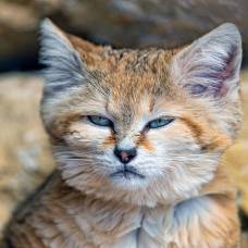 Барханная кошка –  маленькое чудо, кошка-котенок