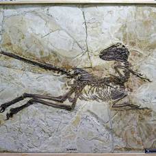 Ученые нашли крупнейшего пернатого и крылатого динозавра