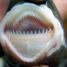 Бразильская светящаяся акула (лат. isistius brasiliensis)