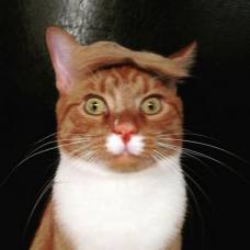 Trumpyourcat: причеши кота, как дональда трампа