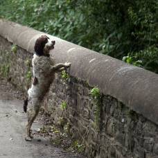 Мост овертауна (overtoun bridge): мост собак-самоубийц?