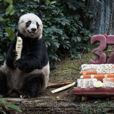 Старейшая в мире панда отпраздновала 37-й день рождения
