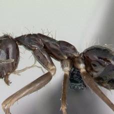 Ученые объяснили поведение сумасшедших муравьев
