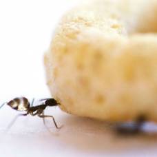Сумасшедшие муравьи сотрудничают для транспортировки тяжелых грузов