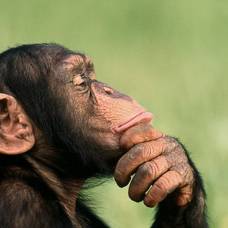 Общение у бонобо сравнили с воплями младенцев