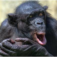 Интересные факты о карликовом шимпанзе (лат. pan paniscus)