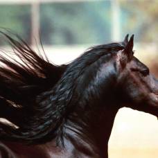 Лошади выражают некоторые эмоции как люди