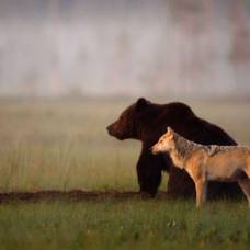 Необычная дружба волка и медведя