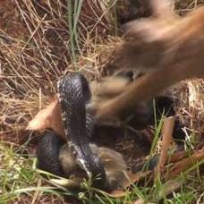 Как крольчиха спасла крольчонка от змеи