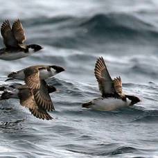 Мигрирующие птицы непонятно зачем пересекают весь тихий океан