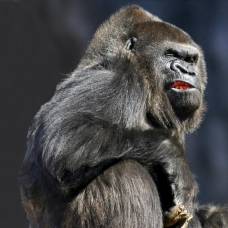 Ученые обнаружили у горилл способность к речи