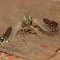 Загадочная муха goniurellia tridens