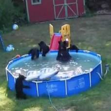 Семья медведей устроила вечеринку в детском бассейне