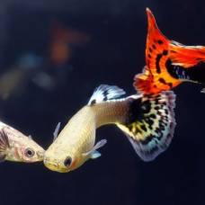 Рыбки гуппи научились плавать лучше самцов, чтобы избежать домогательств