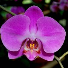Найдены объяснения удивительному разнообразию орхидей