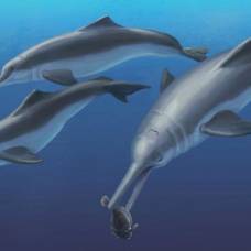 Найдены ископаемые останки предков речных дельфинов