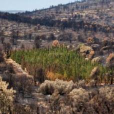 Ботаники гадают над тайной устойчивых к пожарам деревьев