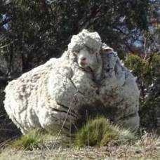 Овцу, которая может умереть от переизбытка шерсти, постригут под наркозом