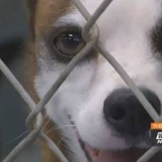 История собаки, которая нашла новый дом после 10 лет в приюте