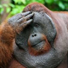 Самки орангутангов выбирают самцов по размеру щек