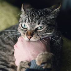Ученые объяснили любовь кошек к одиночеству