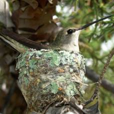 Колибри предпочитают гнездиться рядом с ястребами