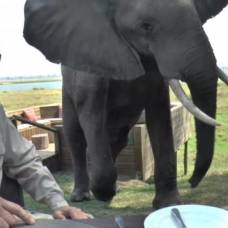 Африканский слон атаковал завтракающих туристов