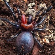 Арахнологи поймали паука с красным клыком и таким же пятном на голове