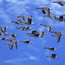Ученые узнали, как птицы выбирают место для отдыха во время миграции