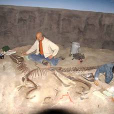 Интересные факты: кости динозавров