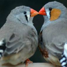 Птички-Амадины выбирают партнёров по поведенческой совместимости