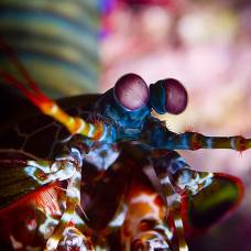 Морские ракообразные из отряда ротоногих устраивают ритуальные бои и считают очки