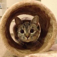 Очаровательная нала - самая известная кошка в instagram