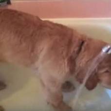 Щенок самостоятельно моется в ванне