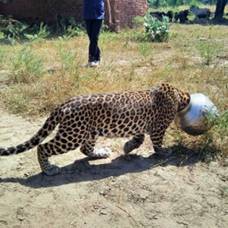 В индии спасли застрявшего головой в бидоне леопарда